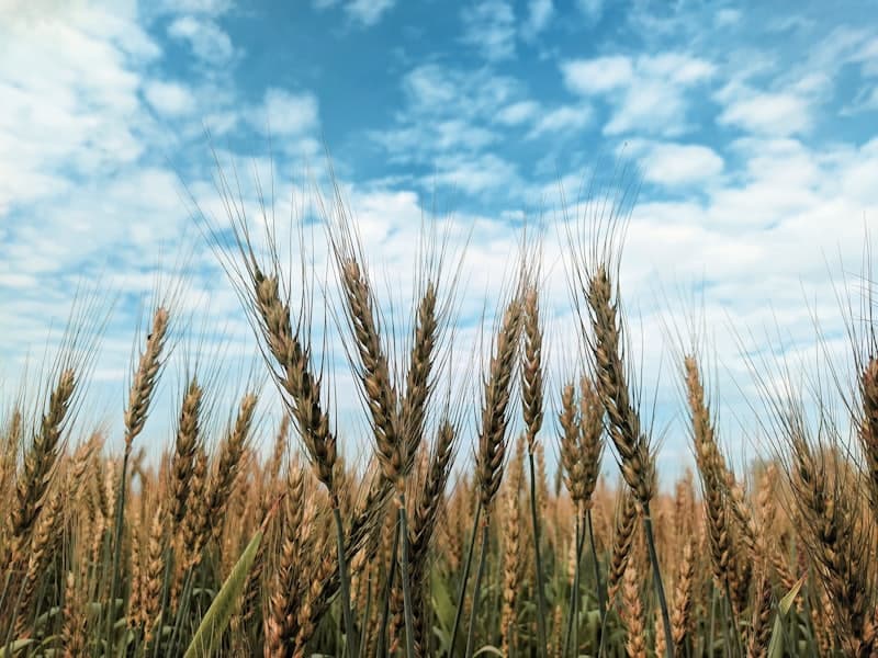 Agriculture